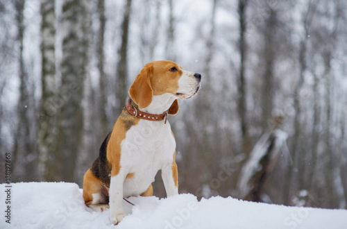 Fototapeta Naklejka Na Ścianę i Meble -  beautiful dog portrait Beagle