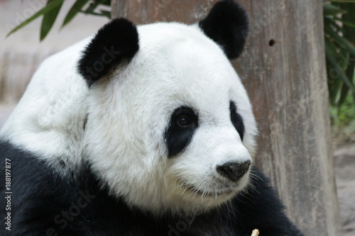 Fototapeta Naklejka Na Ścianę i Meble -  Sweet Giant Panda in Thailand