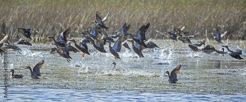 Cape shoveller ducks taking off