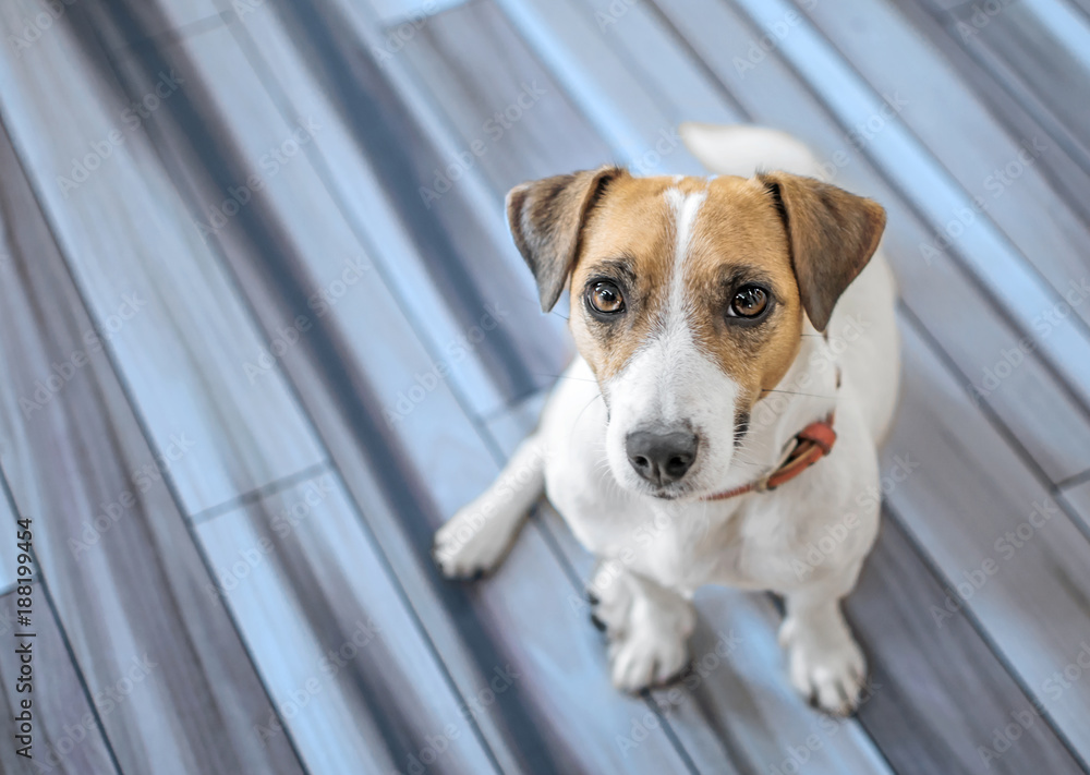 Cute small dog Jack Russell Terrier is sitting on gray laminated floor and looking up to camera