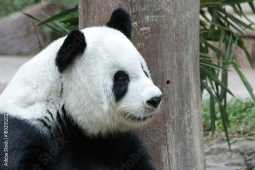 Giant Panda in Thailand © foreverhappy