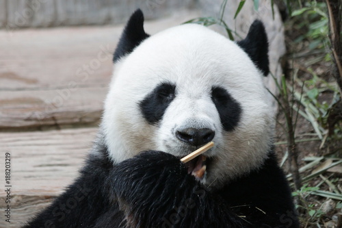 Fototapeta Naklejka Na Ścianę i Meble -  Male Giant Panda in Thailand