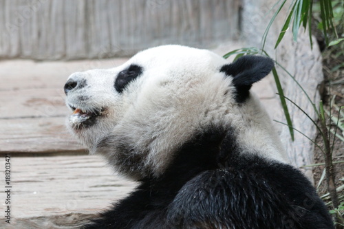 Fototapeta Naklejka Na Ścianę i Meble -  Male Giant Panda in THailand