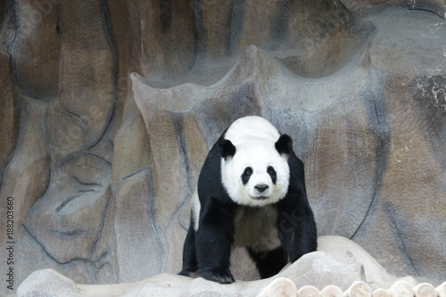 Fototapeta Naklejka Na Ścianę i Meble -  Female Giant Panda in Thailand