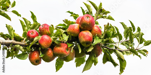 Macieira com maçãs.