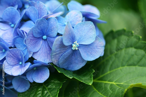 Fresh sweet blue hydrangea flowers on green leaf for natural background