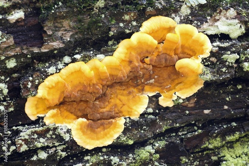 Bleeding oak crust, Stereum gausapatum, beautiful golden fungi mushroom from Finland photo