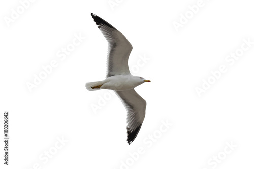 Isolated gull (Laridae) with wings outstretched