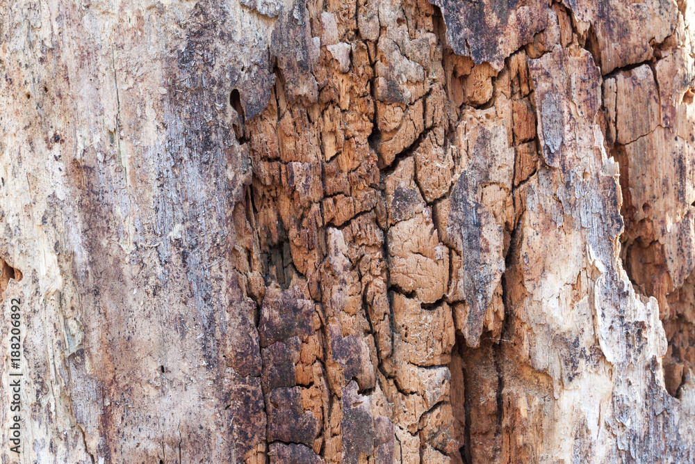 Old wood detailed texture background
