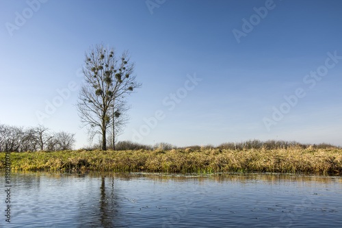 Tall tree without leaves above the water