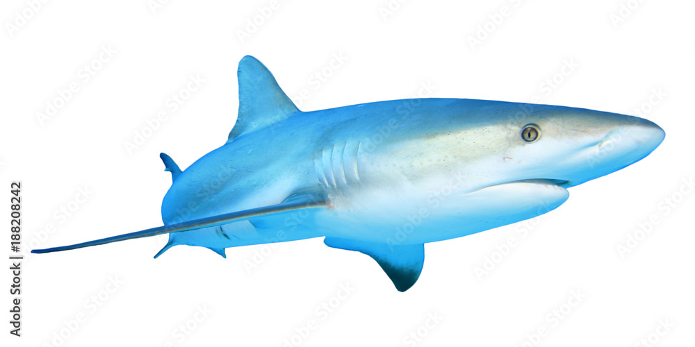 Obraz premium Shark isolated white background