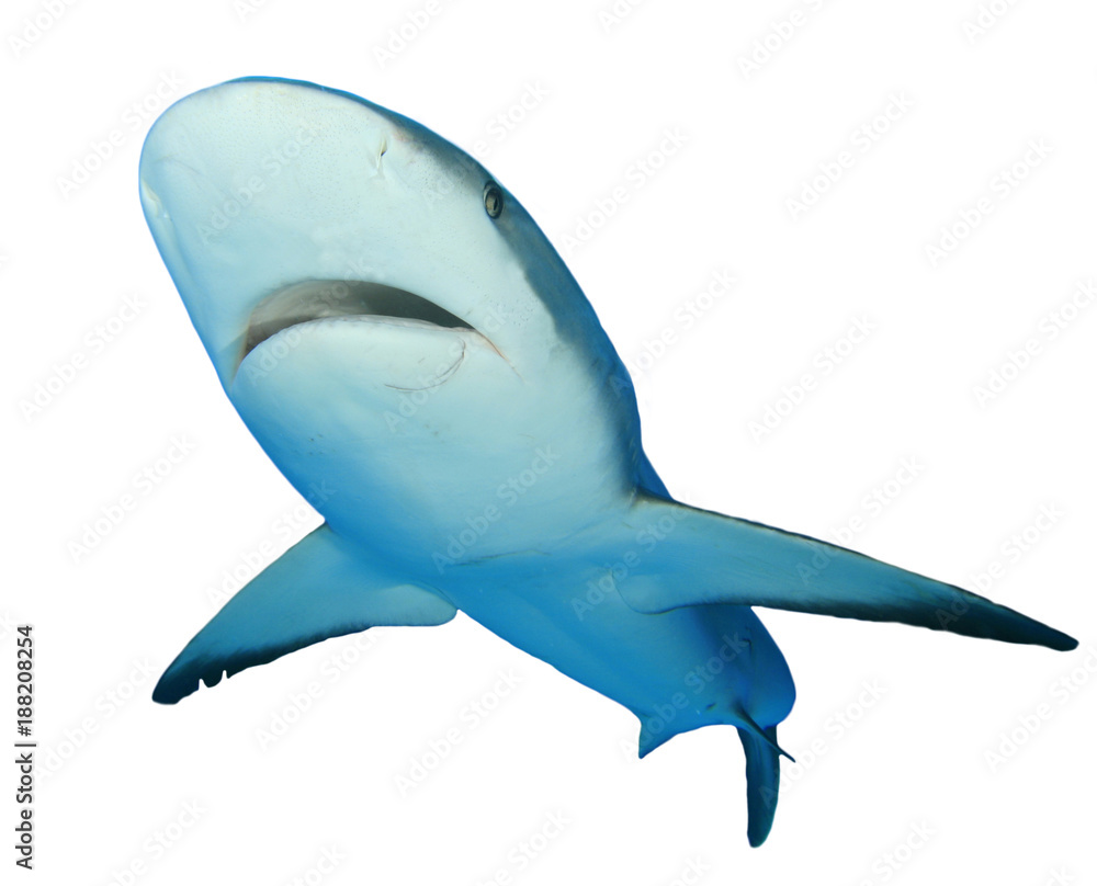 Naklejka premium Shark isolated white background