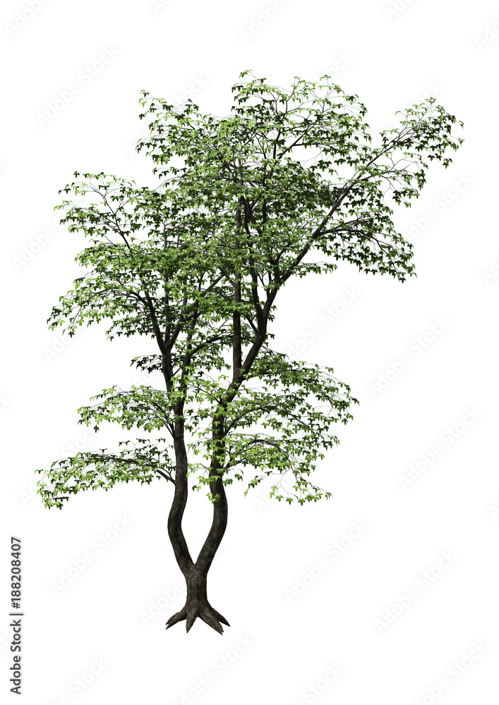 3D Rendering Japanese Maple Tree on White 3D Rendering Japanese Maple Tree on White