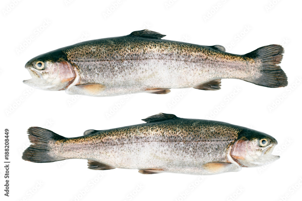 Trout fish isolated on white background. Top view. Trout fish isolated on white background. Top view.
