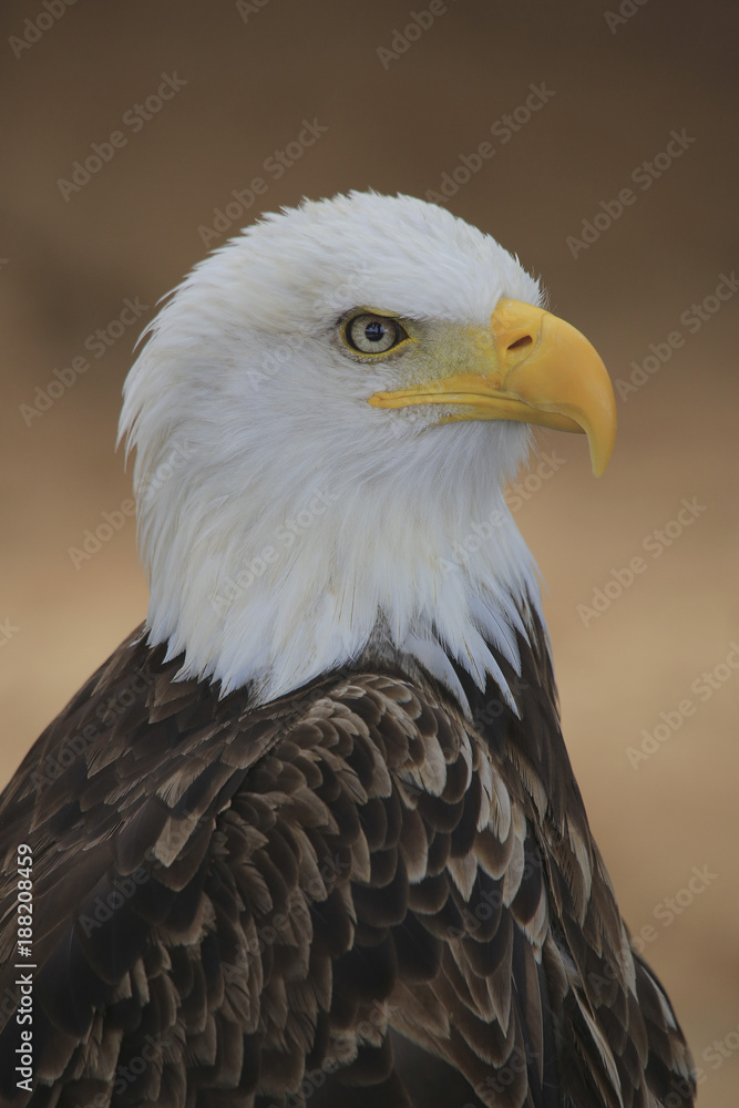 Weißkopfseeadler (Haliaeetus leucocephalus) Portrait Weißkopfseeadler (Haliaeetus leucocephalus) Portrait