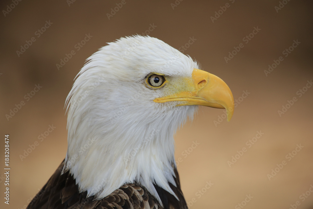 Obraz premium Weißkopfseeadler (Haliaeetus leucocephalus), Portrait