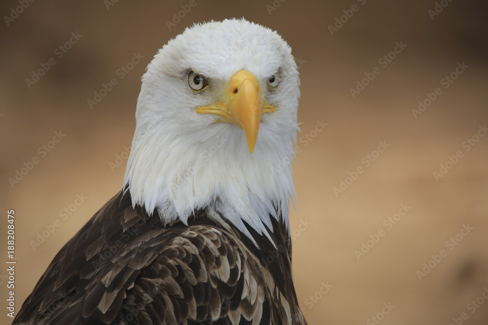 Weißkopfseeadler (Haliaeetus leucocephalus) Portrait Weißkopfseeadler (Haliaeetus leucocephalus) Portrait