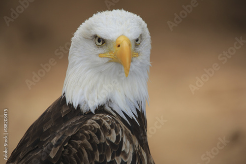 Wei  kopfseeadler  Haliaeetus leucocephalus  Portrait