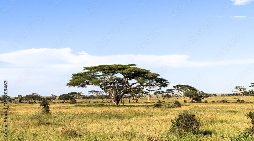 High acacia in the center of Serengeti. Tanzania, Africa