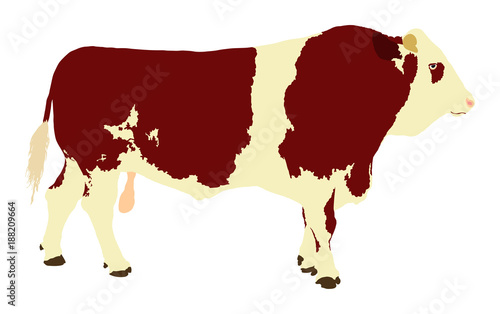 Standing adult bull vector illustration isolated on white background. Simmentaler Fleckvieh. Simmental cow.