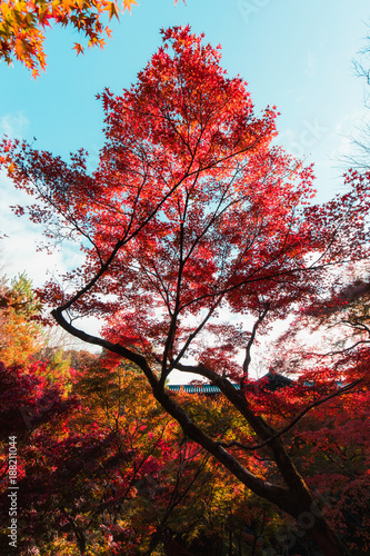 Red autumn foliage with blue sky.