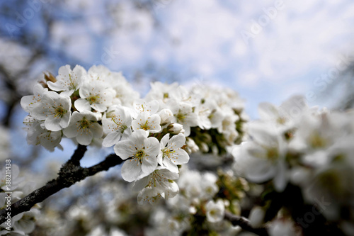 Kirschblüten im Frühling aufgeblüht vor blauem Himmel mit selektiver Schärfe und Textfreiraum