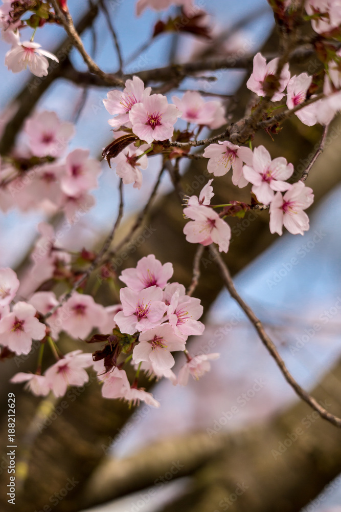 Pink Cherry Blossom, Selective Focus, Germany Pink Cherry Blossom, Selective Focus, Germany