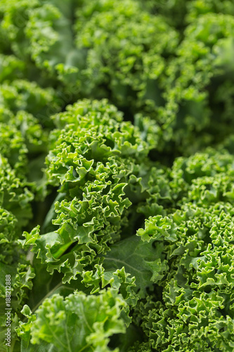 fresh kale close up