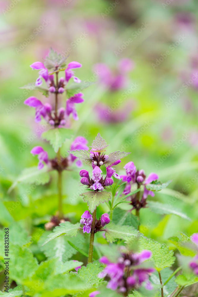 Close-Up of Blooming Pink Hemp-Nettle Flower, Germany Close-Up of Blooming Pink Hemp-Nettle Flower, Germany