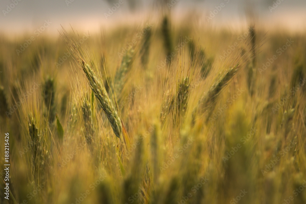 Obraz premium Ears of whey in a field in the sunlight