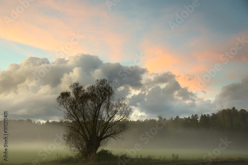 A lonely tree on a field in misty atmosphere