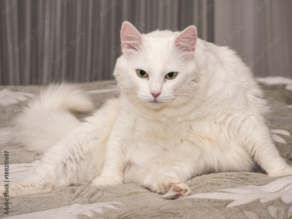 Obraz premium funny cat