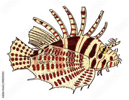 sea creature red lionfish. engraved hand drawn in old sketch, vintage style. nautical or marine, monster or fish. animals in the ocean.