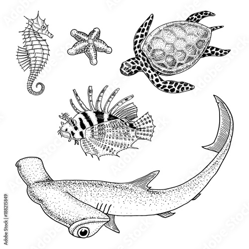 sea creature or Fishes cheloniidae or green turtle and seahorse. red lionfish and great hammerhead shark. engraved hand drawn in old sketch, vintage style. nautical or marine. animals in the ocean.
