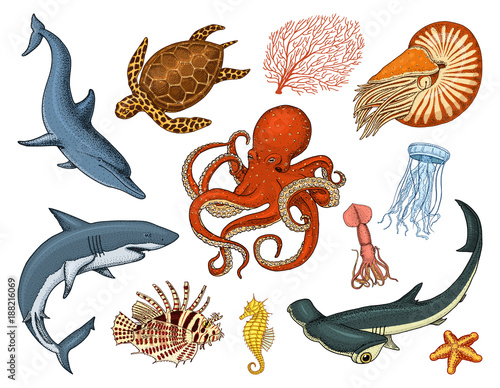 Fishes set or sea creature nautilus pompilius, jellyfish and starfish. octopus and squid, calamari. dolphin and hammerhead shark. green turtle and seahorse. engraved hand drawn in old vintage sketch.