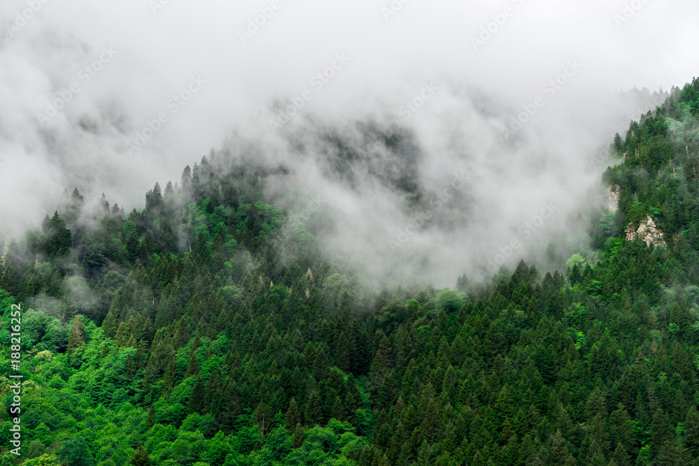 Beautiful Foggy Mountains view to Highland and Trees Pine Forest