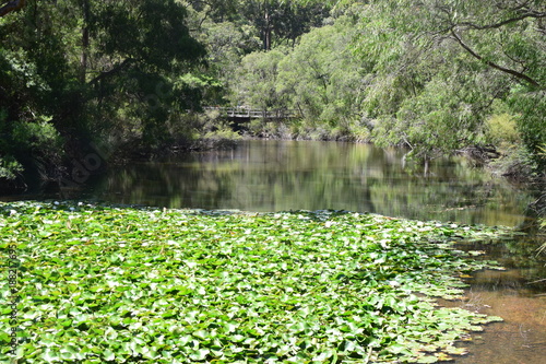 Речка с водяными лилиями в лесу.