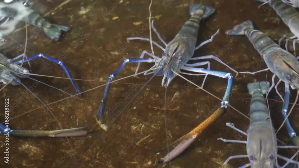 Giant Freshwater Prawn in pond (Macrobrachium rosenbergii), shrimp farm
Giant Freshwater Prawn in pond (Macrobrachium rosenbergii), shrimp farm