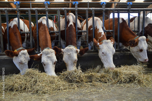 Dairy cows in stables, who eat hay.