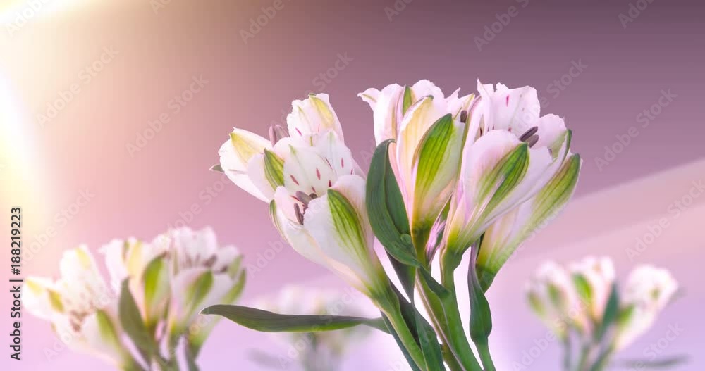 Zeitraffer Blume fängt zu blühen an rosa magenta Hintergrund