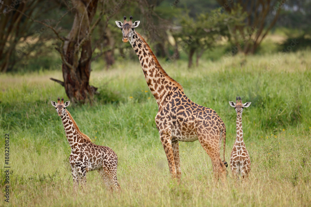 Obraz premium Giraffe with Young