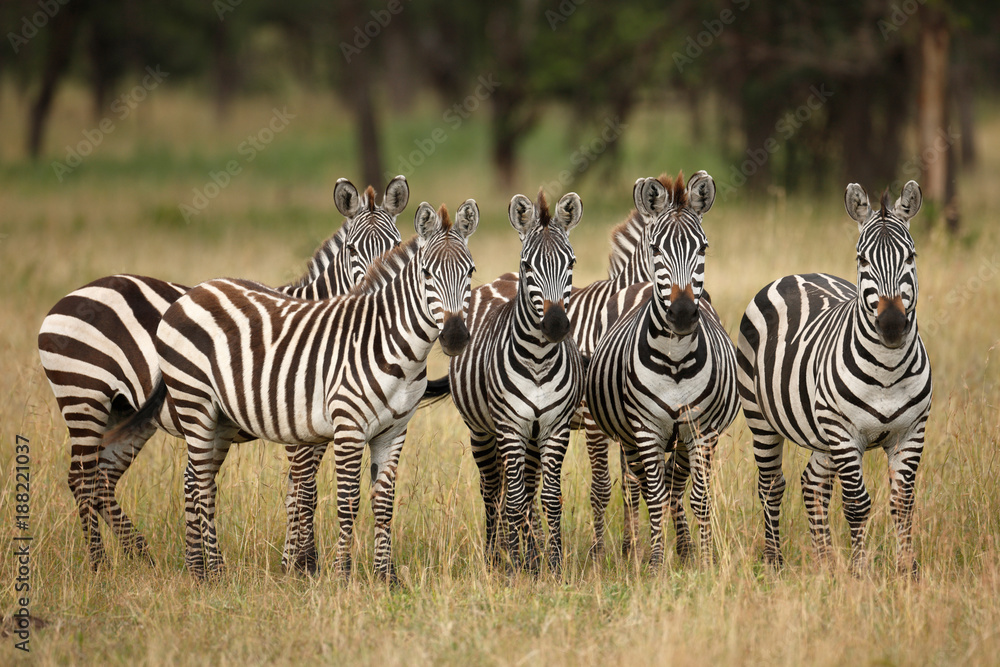 Fototapeta premium Zebras