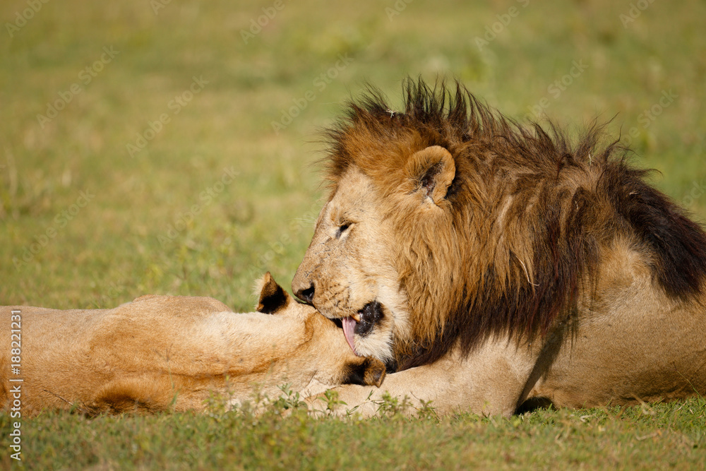 Lion and Lioness Lion and Lioness