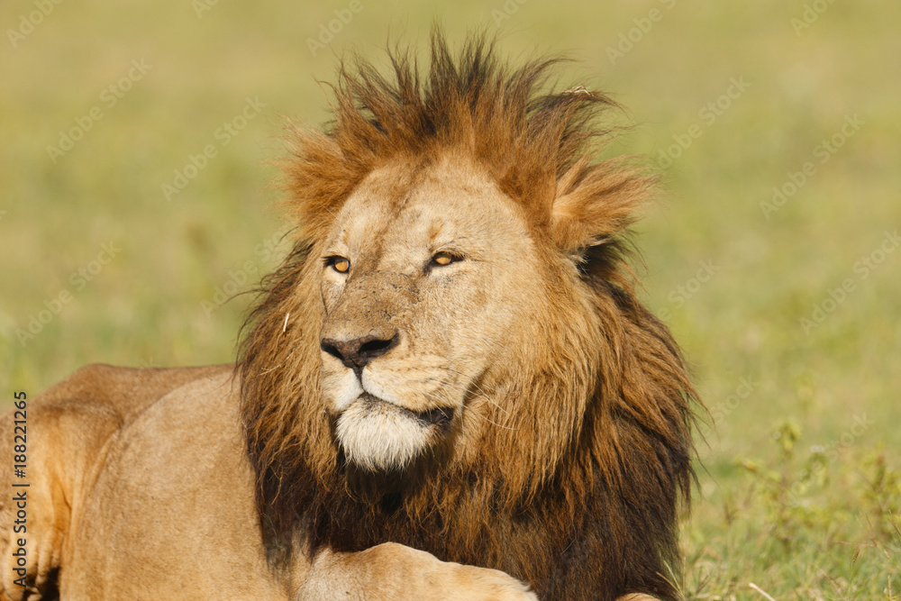 Male Lion