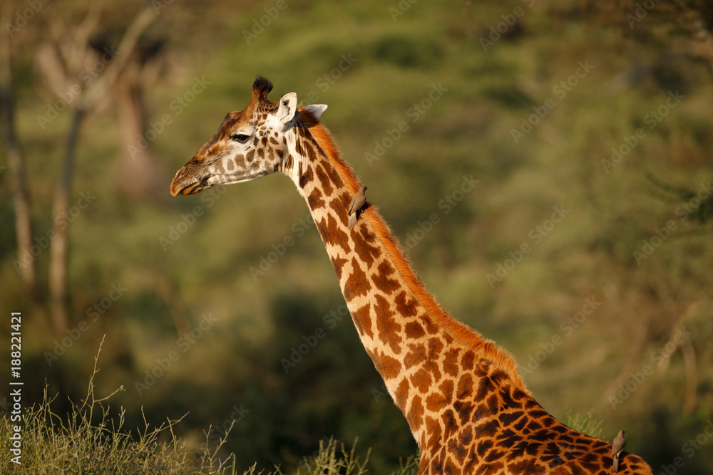 Obraz premium Giraffe