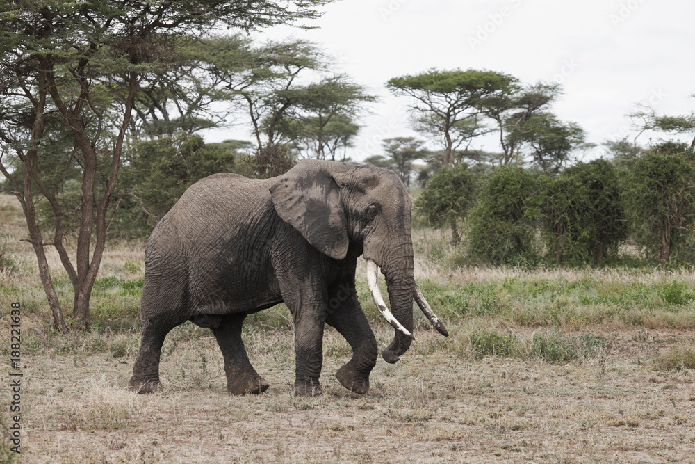 Fototapeta premium African Elephant