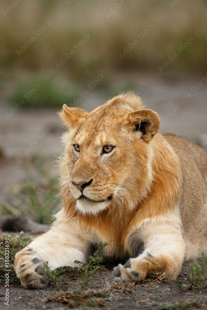 Lion Lion