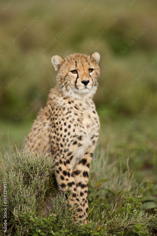 Cheetah Cheetah