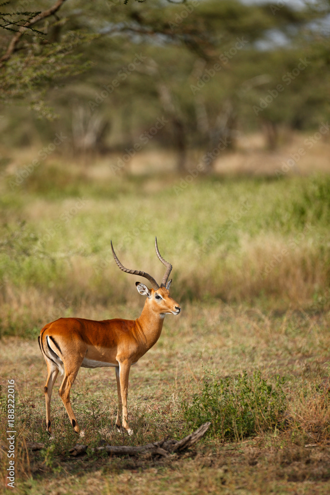 Fototapeta premium Impala