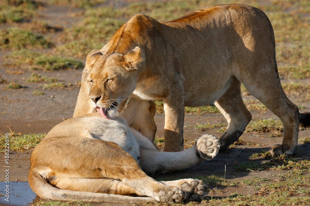 Obraz premium Lions Grooming